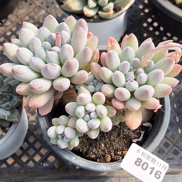 阿雅园艺。      8016奶糖