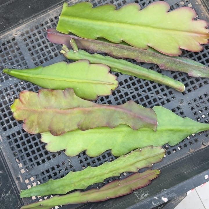 251混品种令箭无根侧牙斑，20包邮