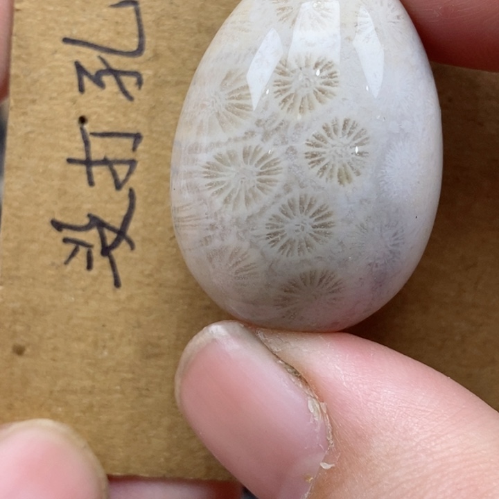 颈饰未镶嵌硅化珊瑚（珊瑚玉）