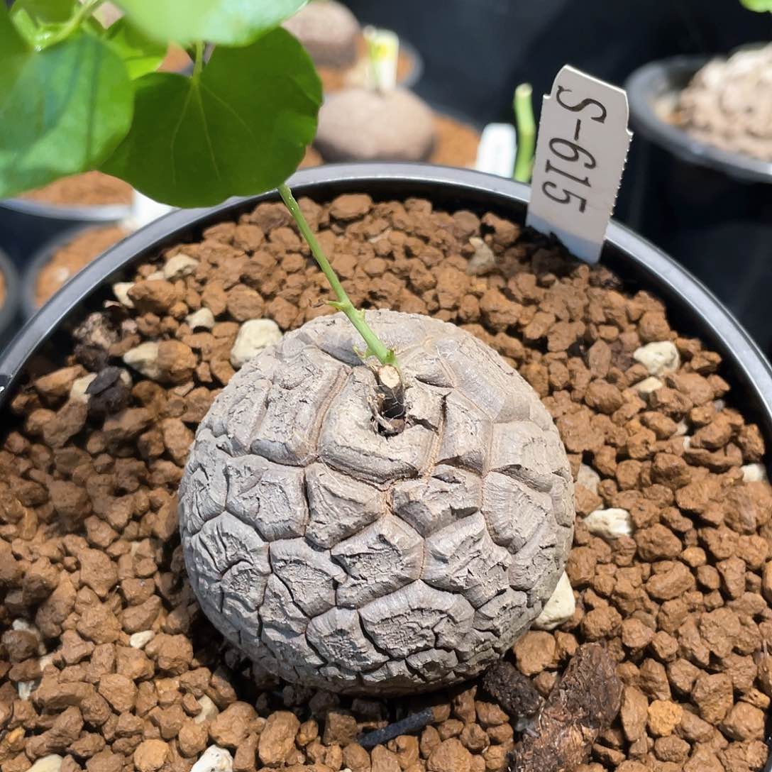 615号龟甲龙6公分