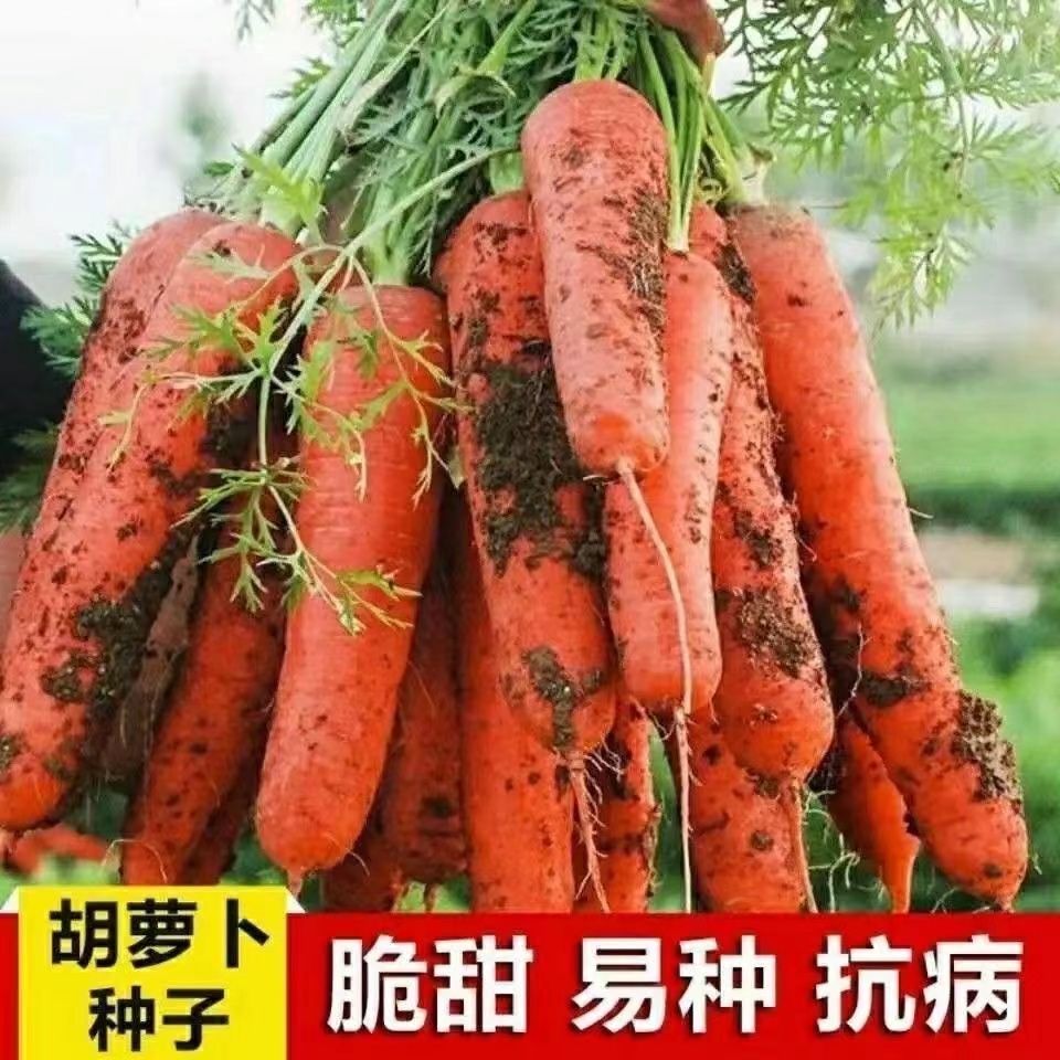 【全店满5包包邮】【47】红胡罗卜种子