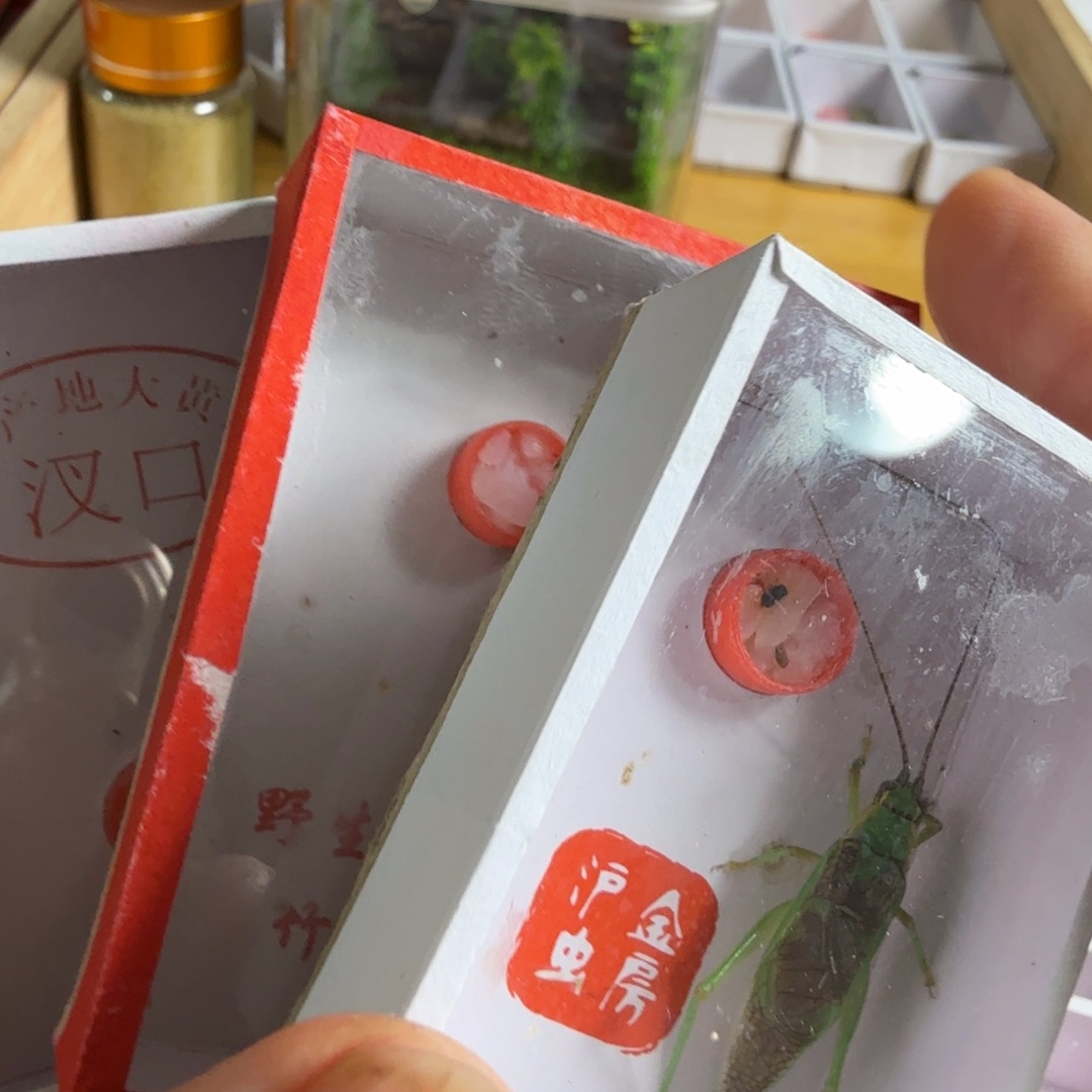 南*霍氏➕柬埔寨竹蛉➕汊口蛉