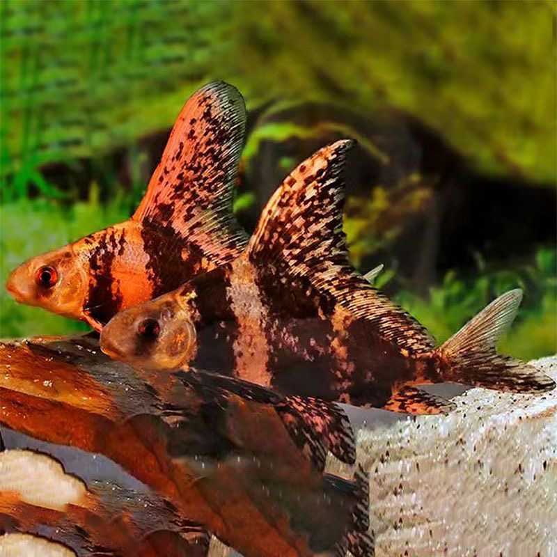 一帆风顺胭脂鱼淡水观赏鱼好养耐活渔场发货