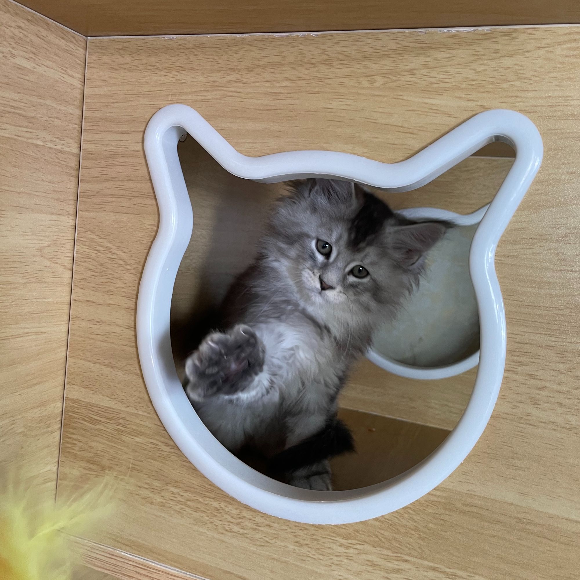 【日落说缅因】-银虎弟弟 2