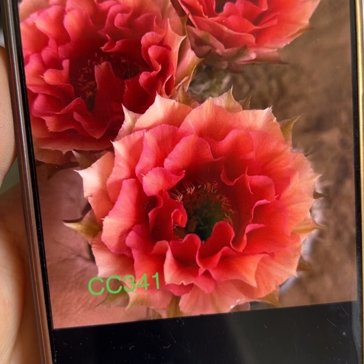 仙人球侧芽歪cc341