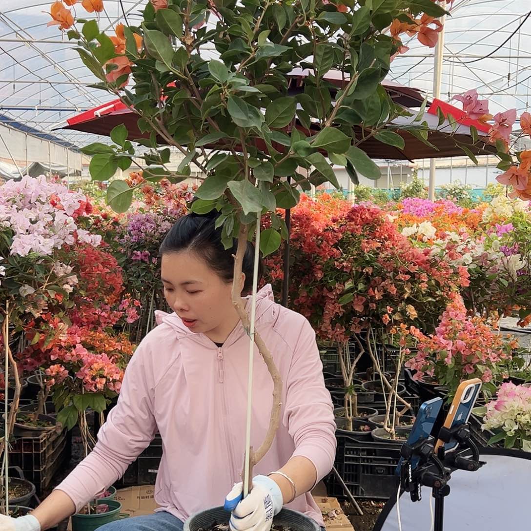 赵***云大部分花苞少量开放M41变色龙