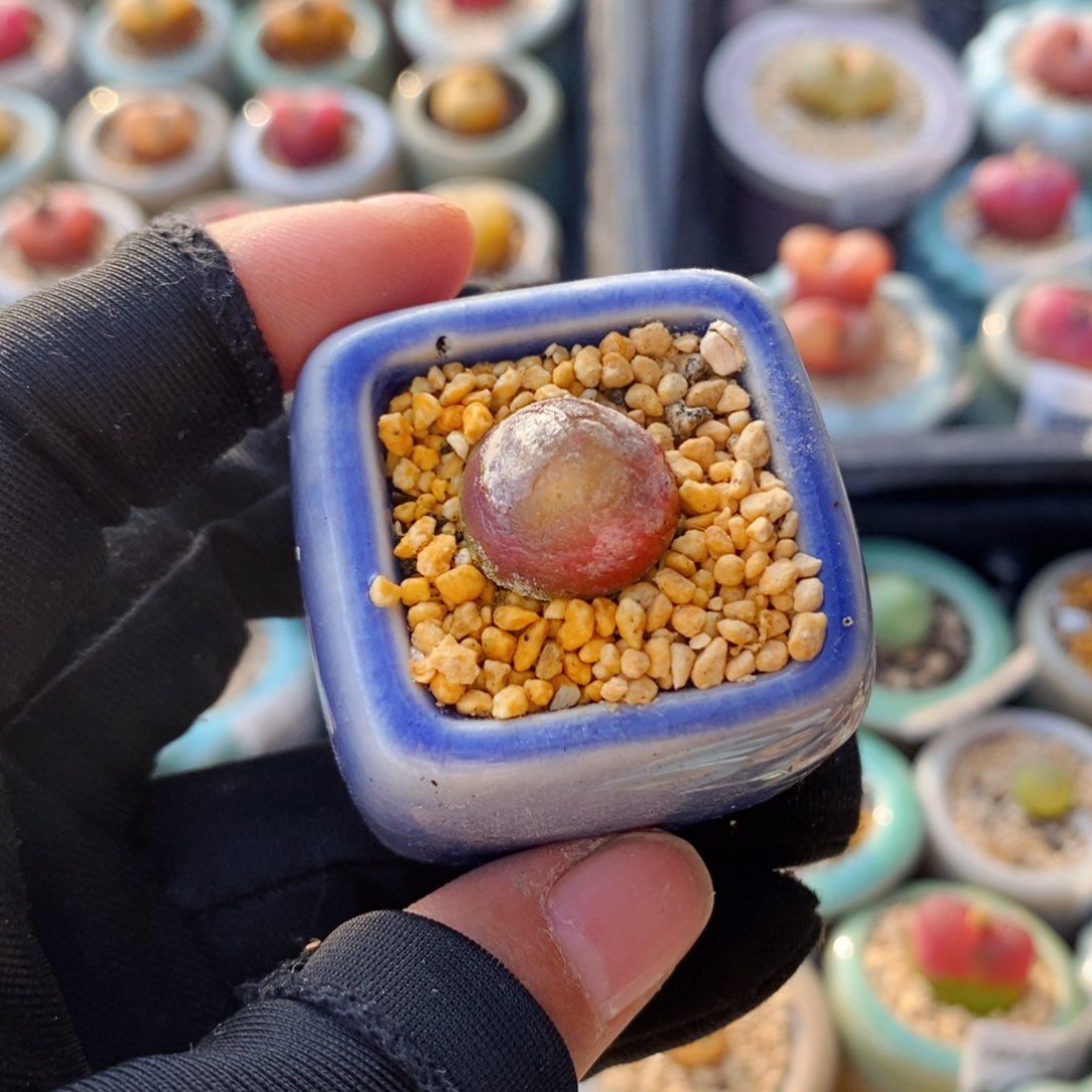 5526--一物一拍 带盆