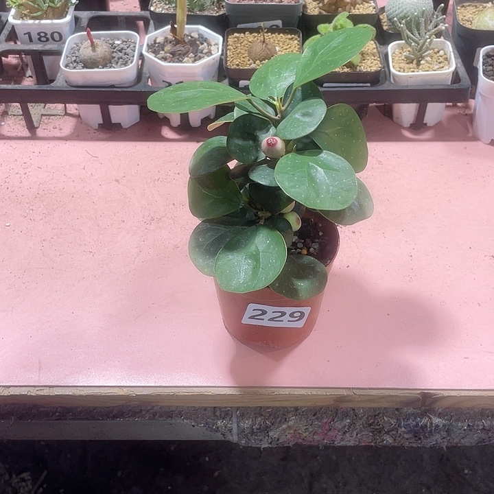 229菩提树块根植物