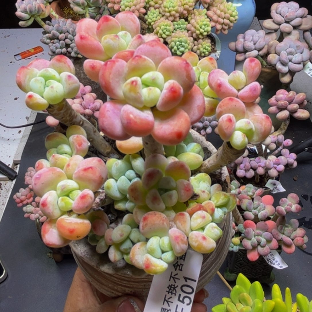 白罗琦501/10cm多肉