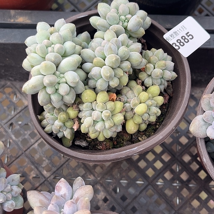 阿雅园艺。       3885星黛露