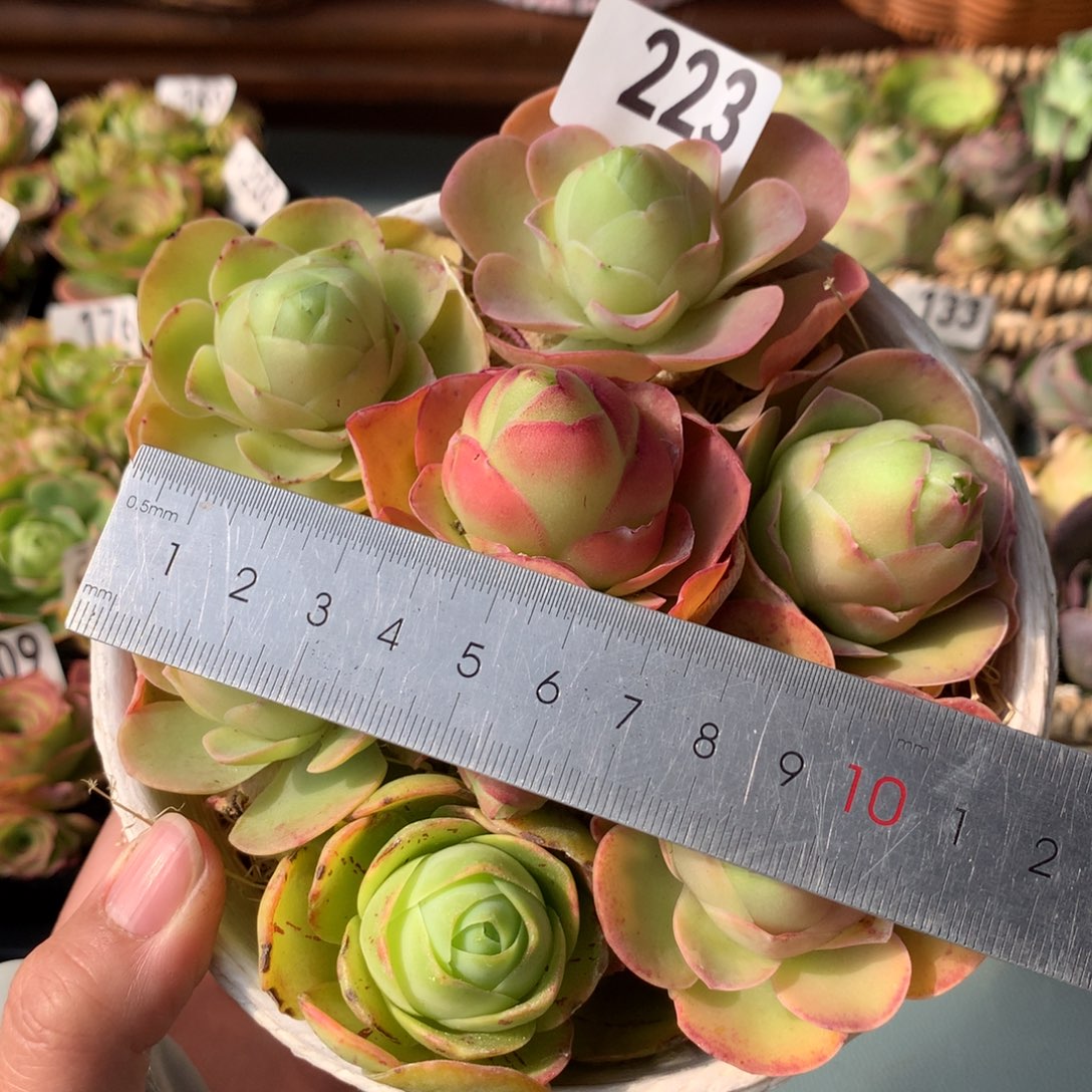 山地玫瑰花蓝223