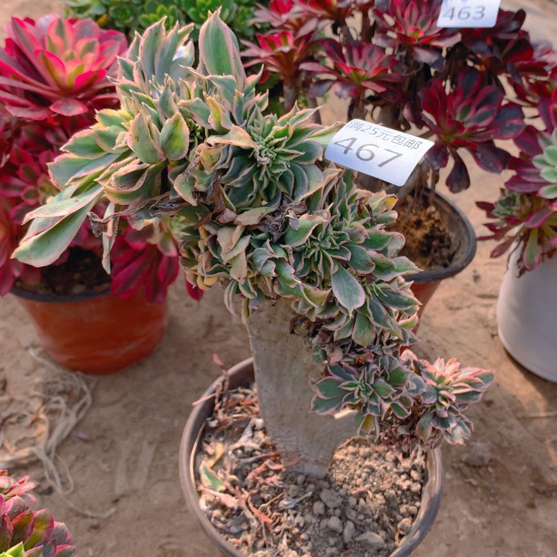 467灿烂缀化多肉植物