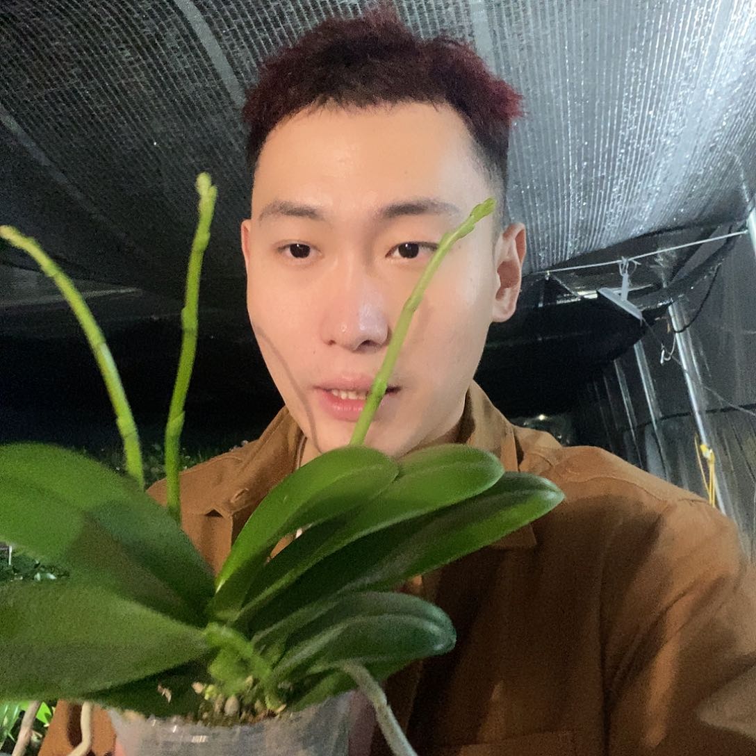 无花朵白天鹅4花剑