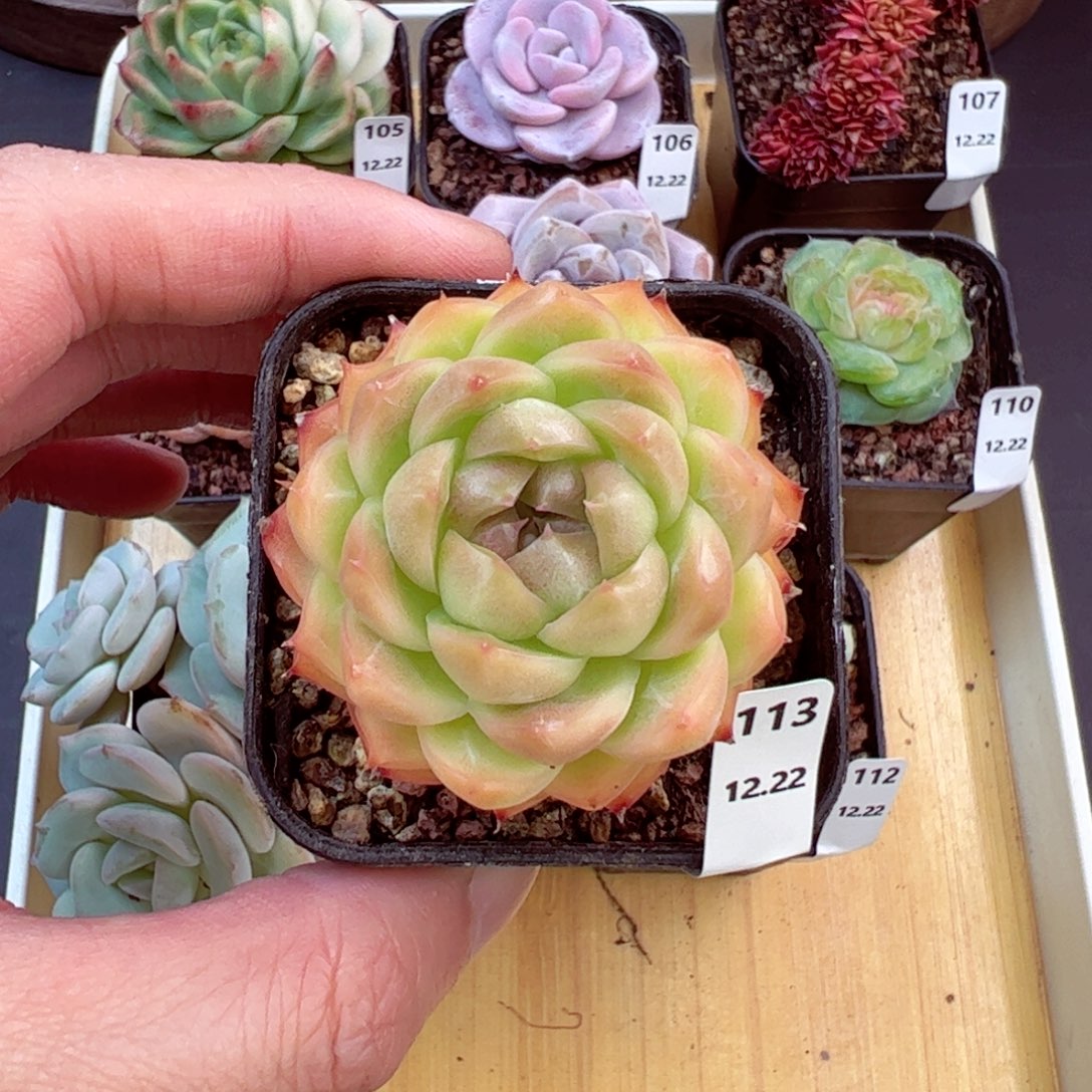 好好看113、哈哈哈哈