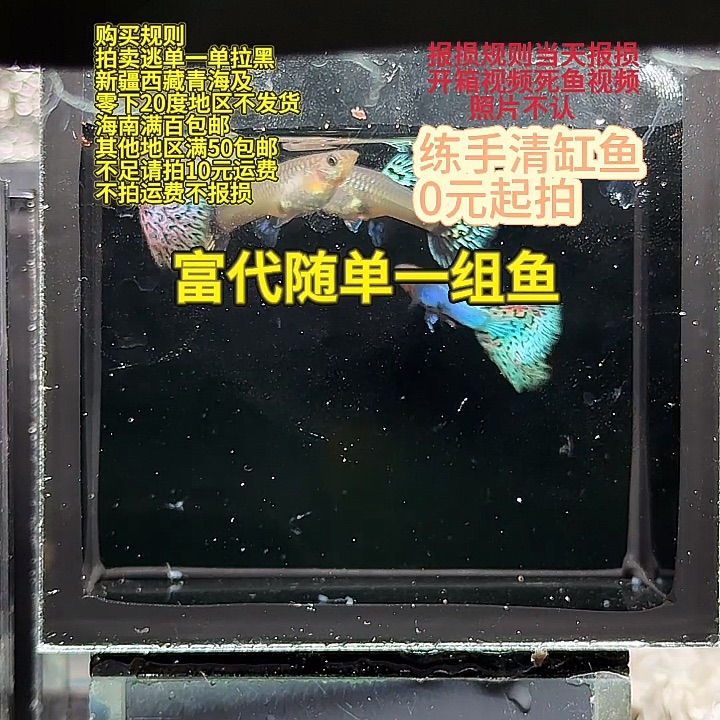 孔雀鱼新加蓝草尾马赛克带白子基因