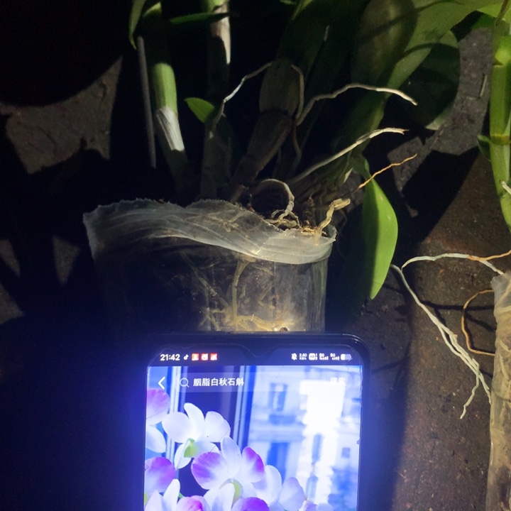 完全开放大花胭脂一代苗老桩5苗以上花叶不包损