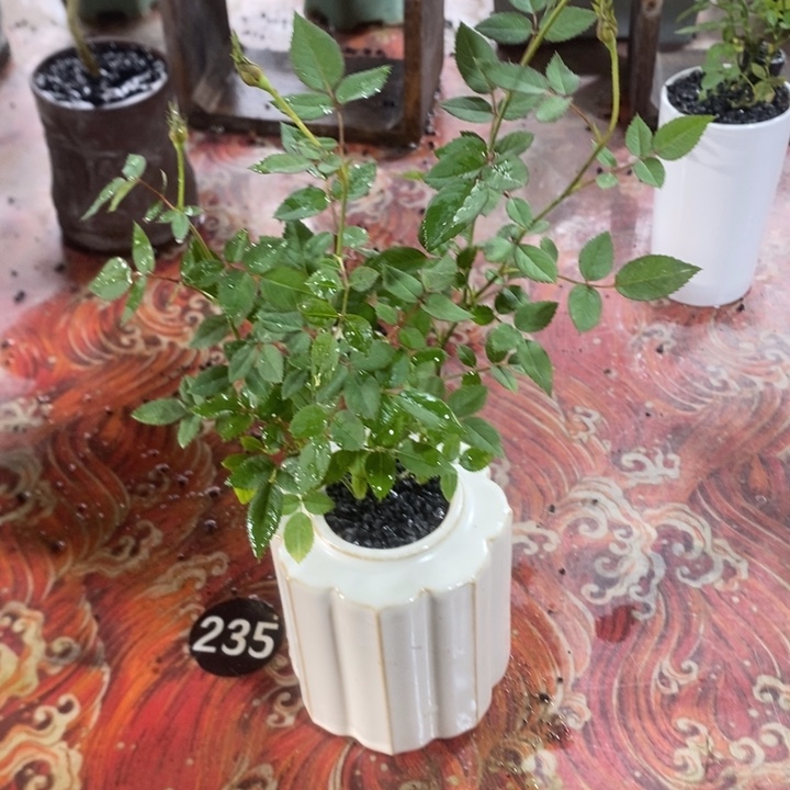 无花朵退款拉黑拉黑35