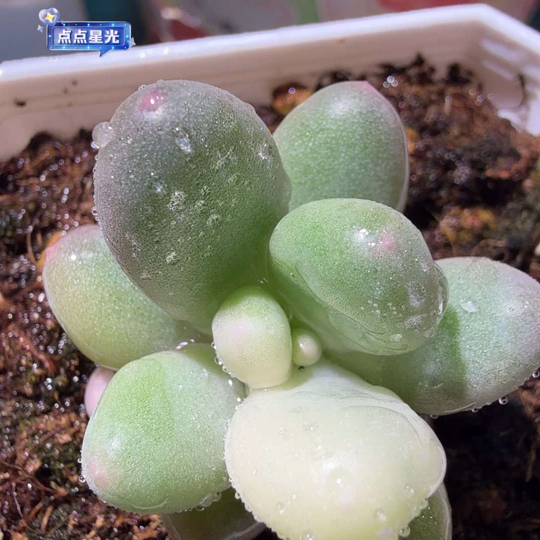 奶酪锦，多肉植物