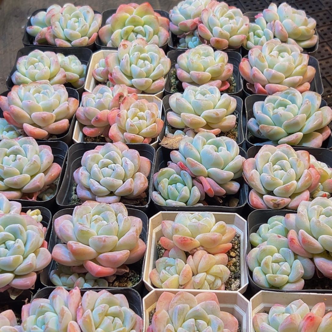 894大热的小太阳我来了我要