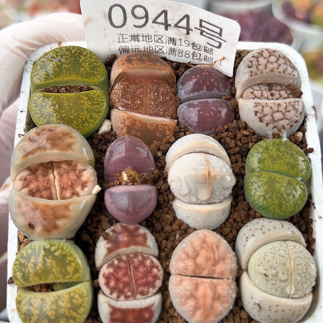 好养易活生石花大母本 0944