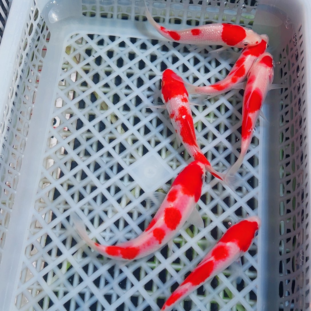 锦鲤锦鲤观赏鱼1111