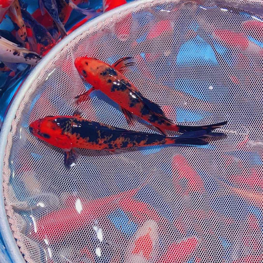 锦鲤锦鲤观赏鱼1111