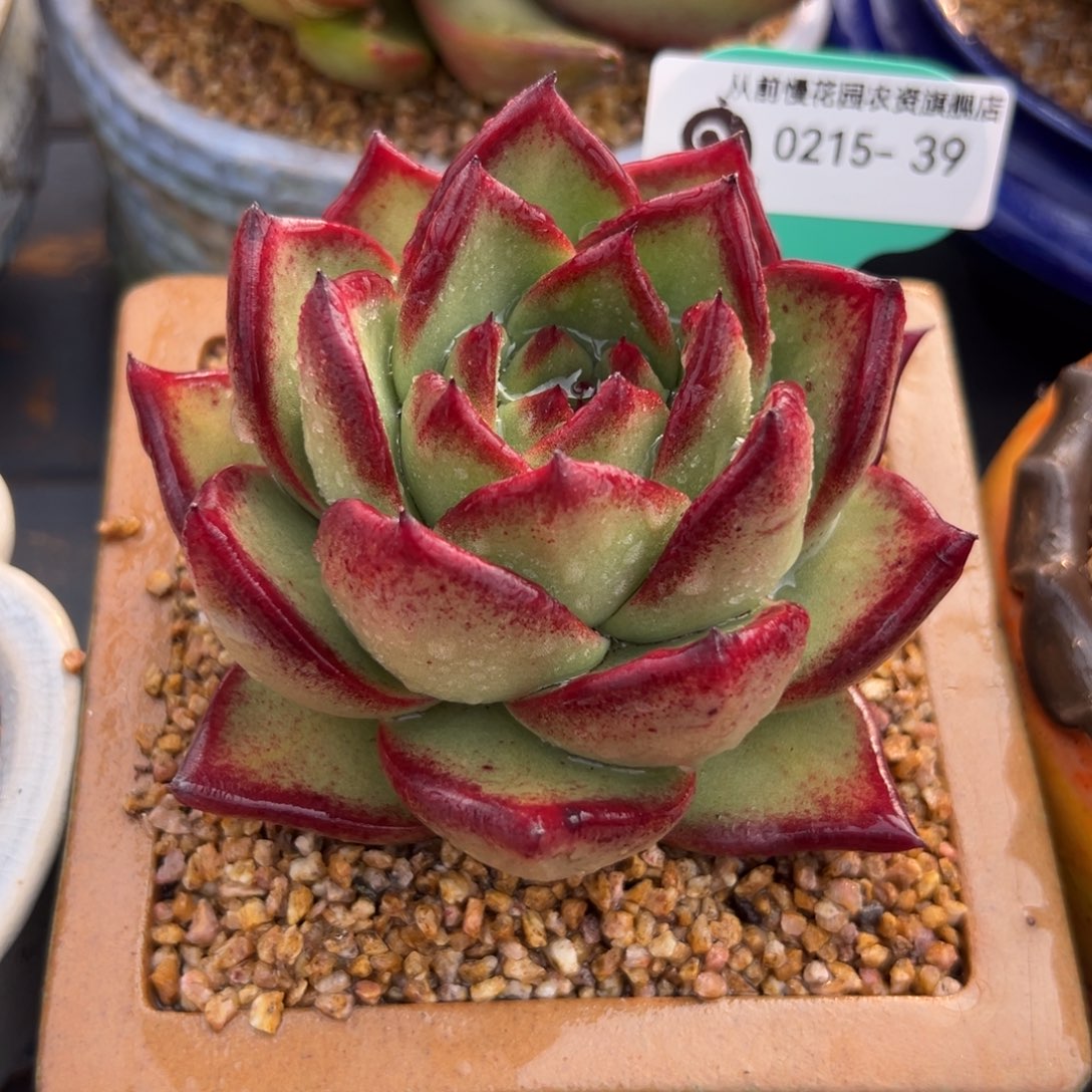 多肉一物一拍0215-39