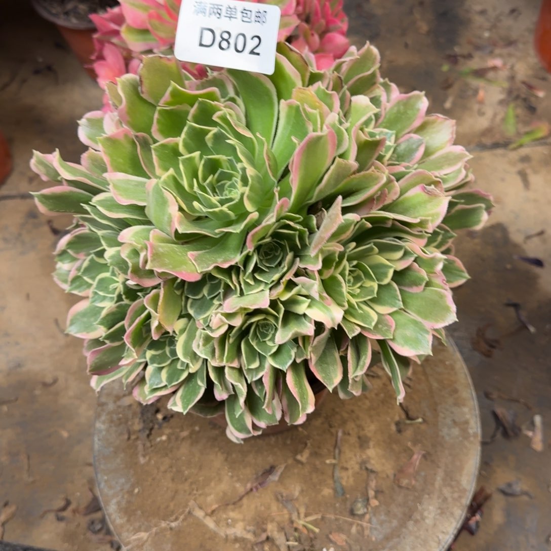 802白凤法师多肉