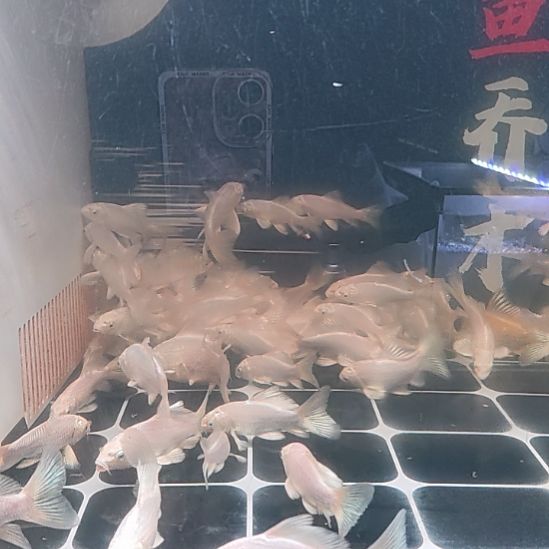 蝴蝶鲤鱼蝴蝶鲤鱼