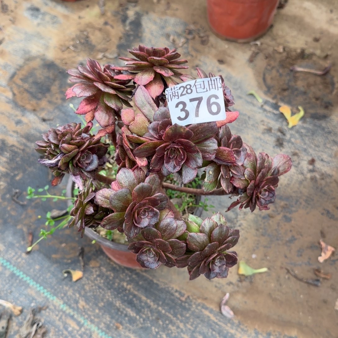 红丝绒多肉376满28包邮断枝不包