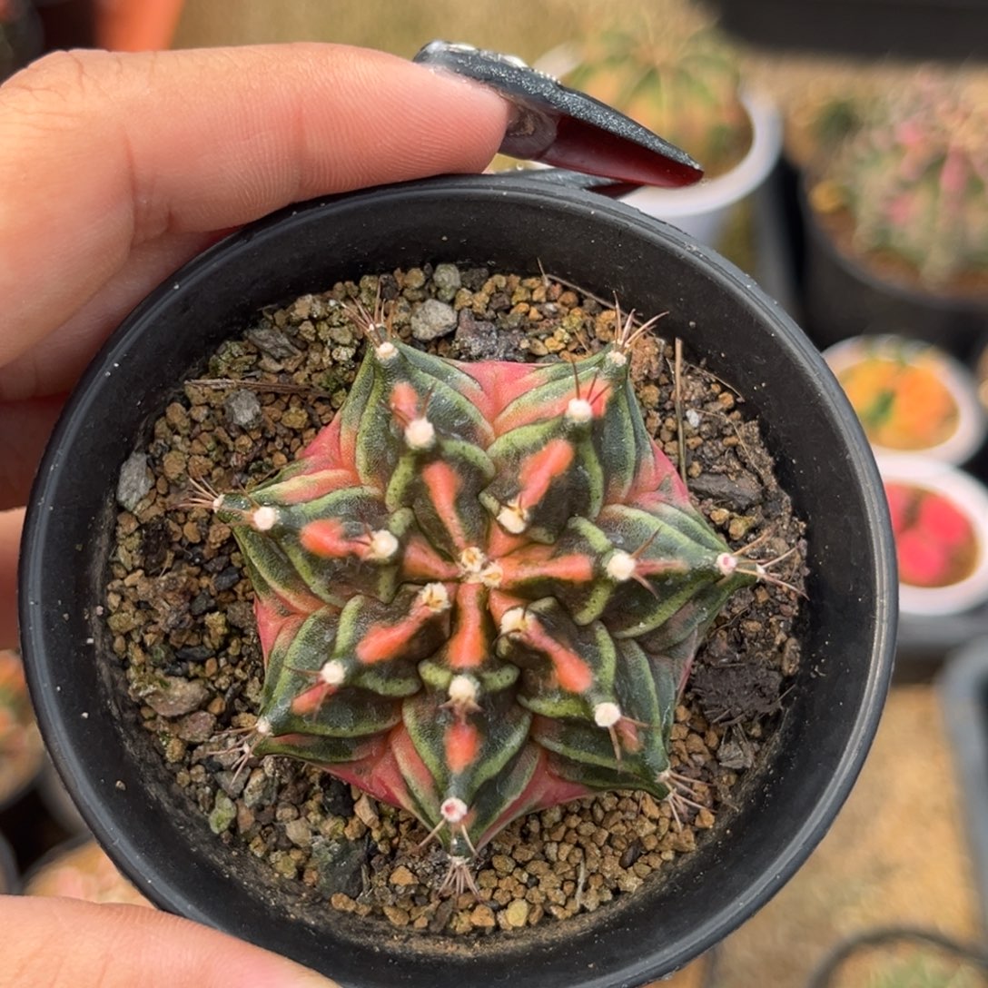 侧牙米哈锦 水裂福利带盆土