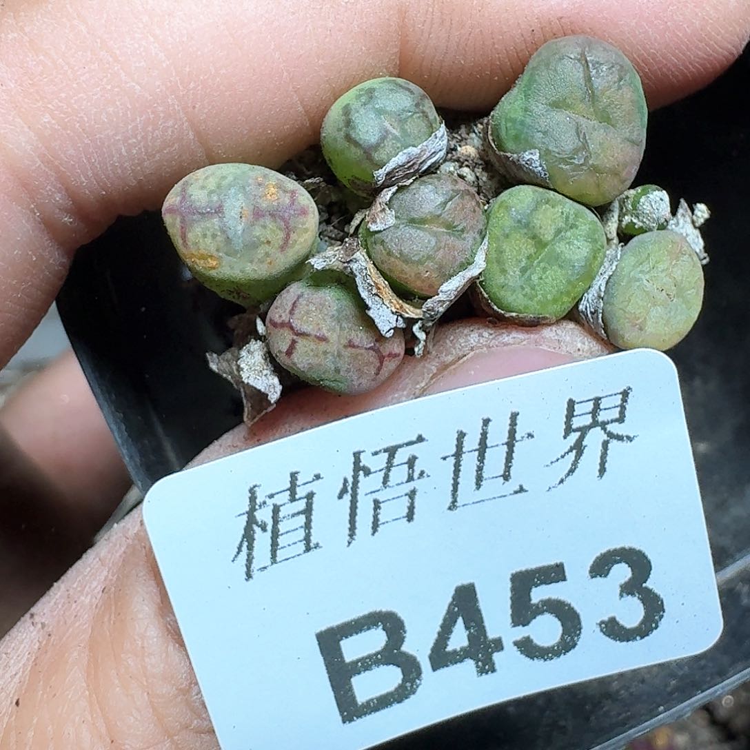 453号多肉植物哇f g