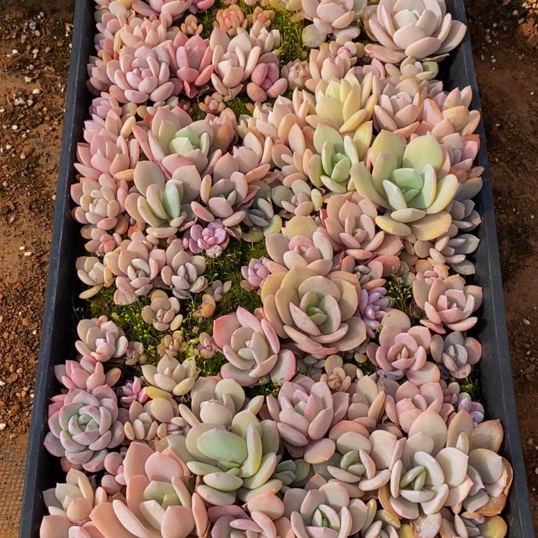 477多肉植物保护研究所所长