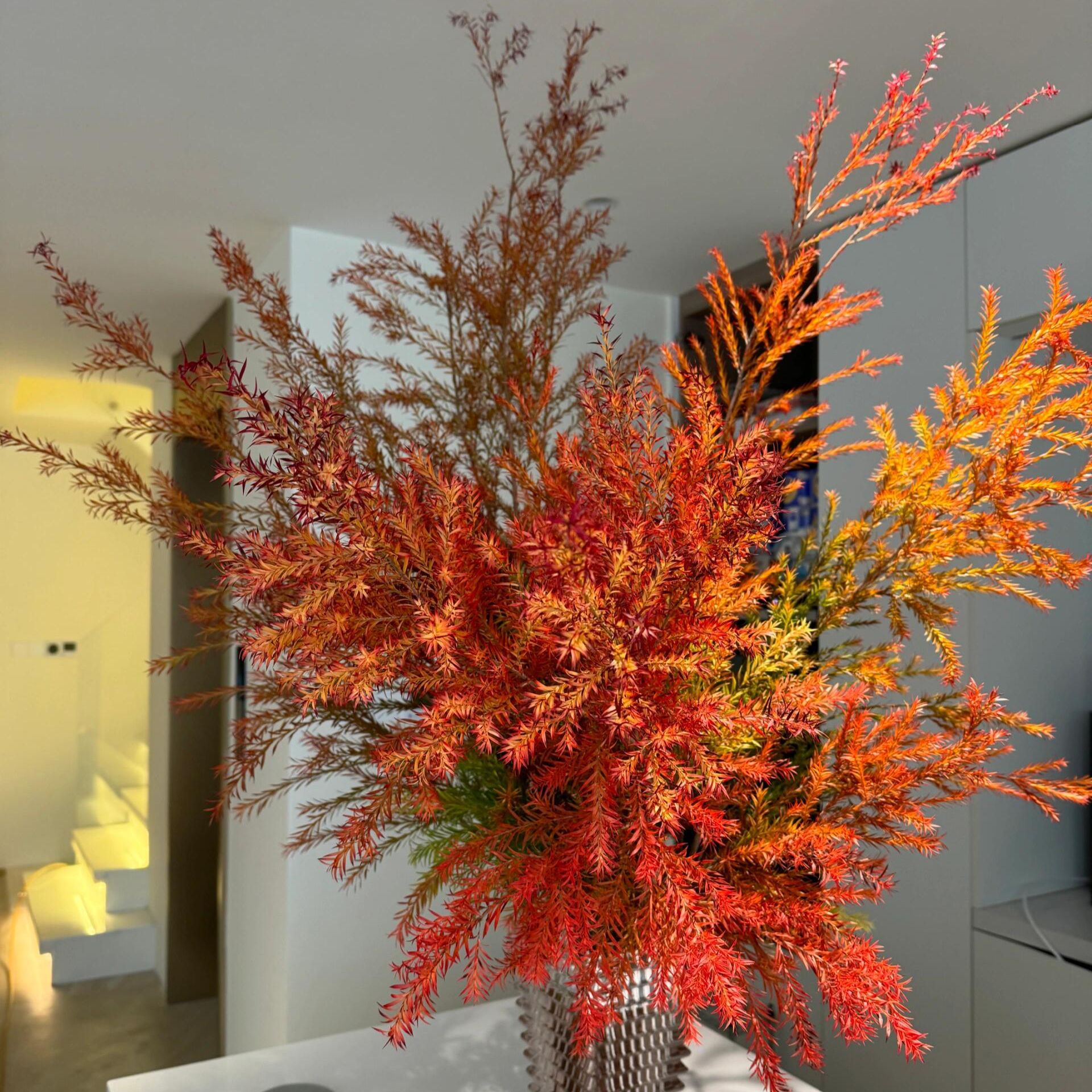 千层金高品质黄金香柳鲜切枝云南昆明直发室内客厅水养花材