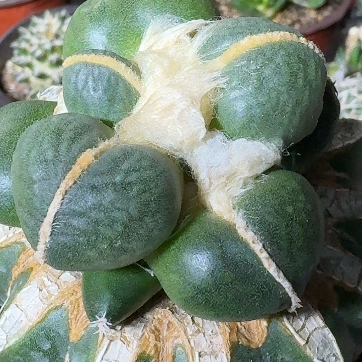 无花朵苗接大尤蛋尤164