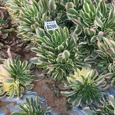 200雨花石不包断枝