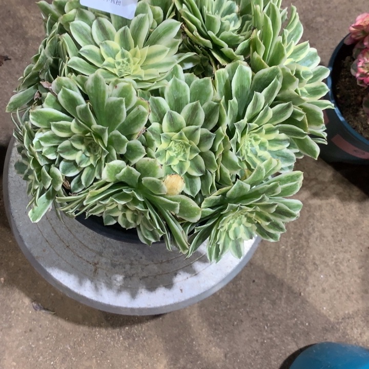 宇****?047碧浪多肉植物