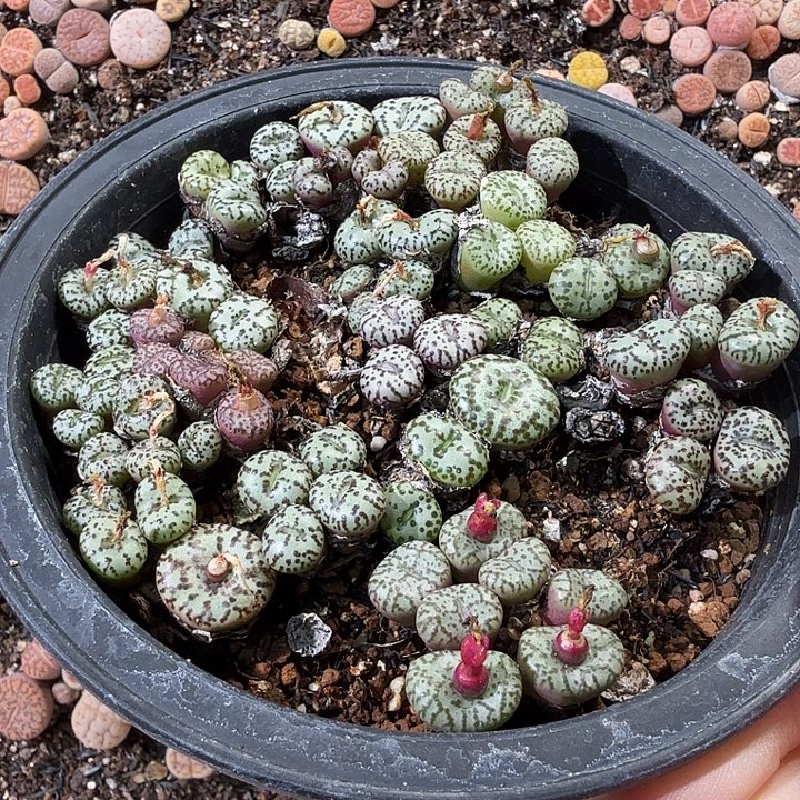 远***空195安贞安贞安贞安贞