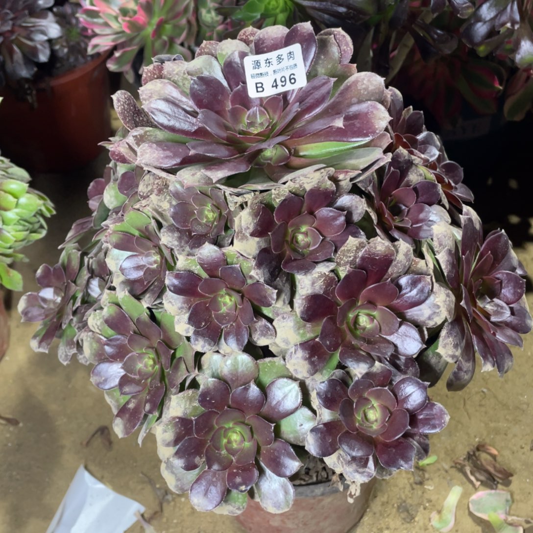 496鸡蛋多肉法师断枝不包