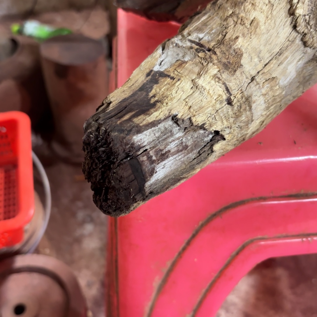 海***奇手串/手链黄花梨/降香黄檀