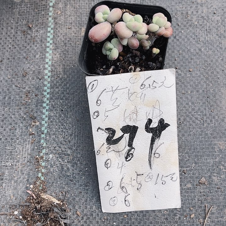 往**风294密密麻麻密密麻麻