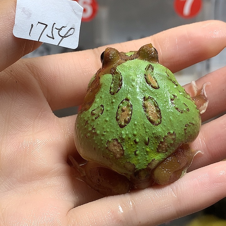 角蛙1754变异变异