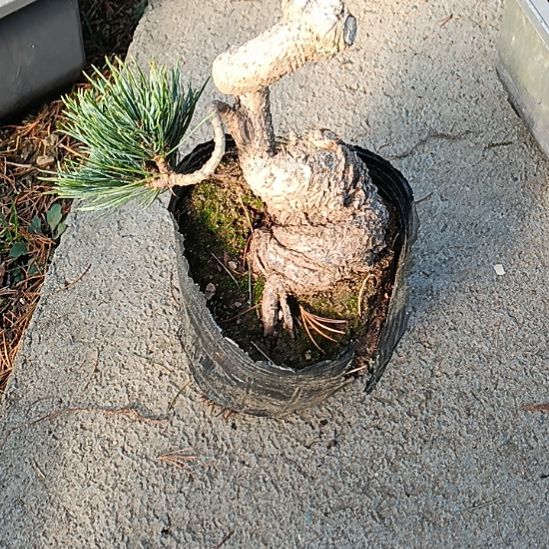 贵品大板松那须娘微型实物