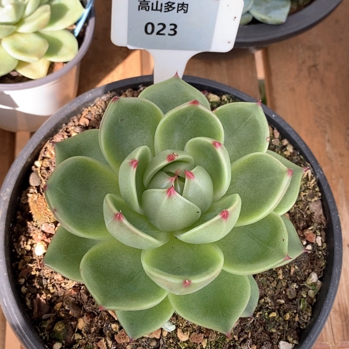 D023- 有伤福利 蓝龙
