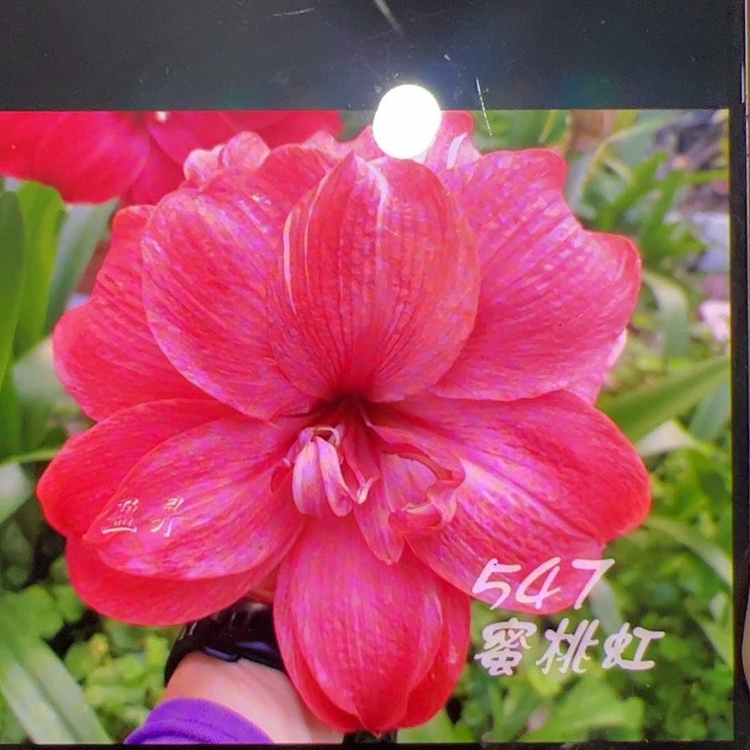 朱顶红蜜桃虹4cm左右