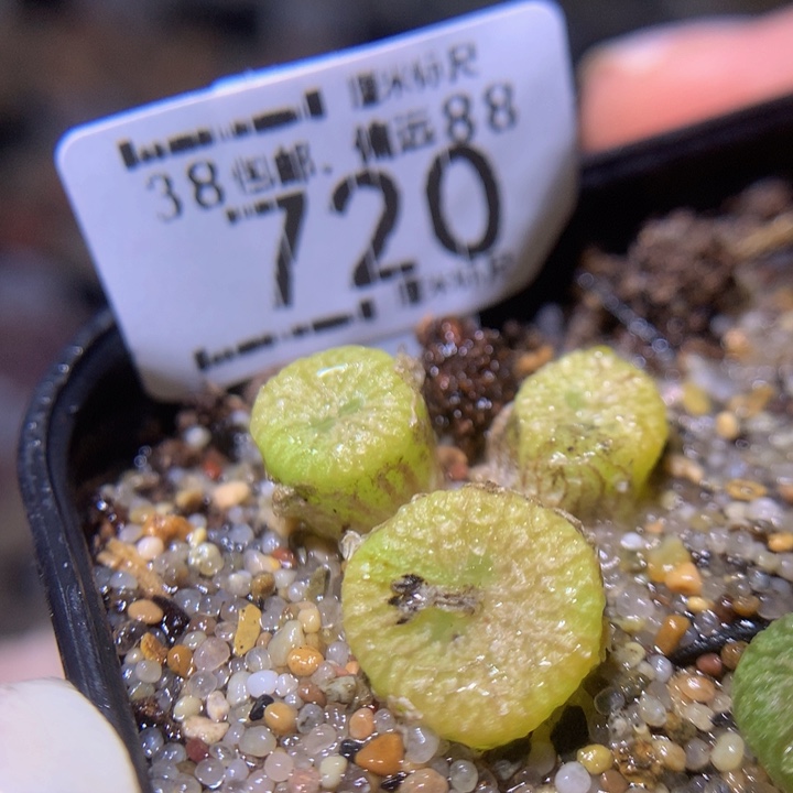 Sss精品生石花720