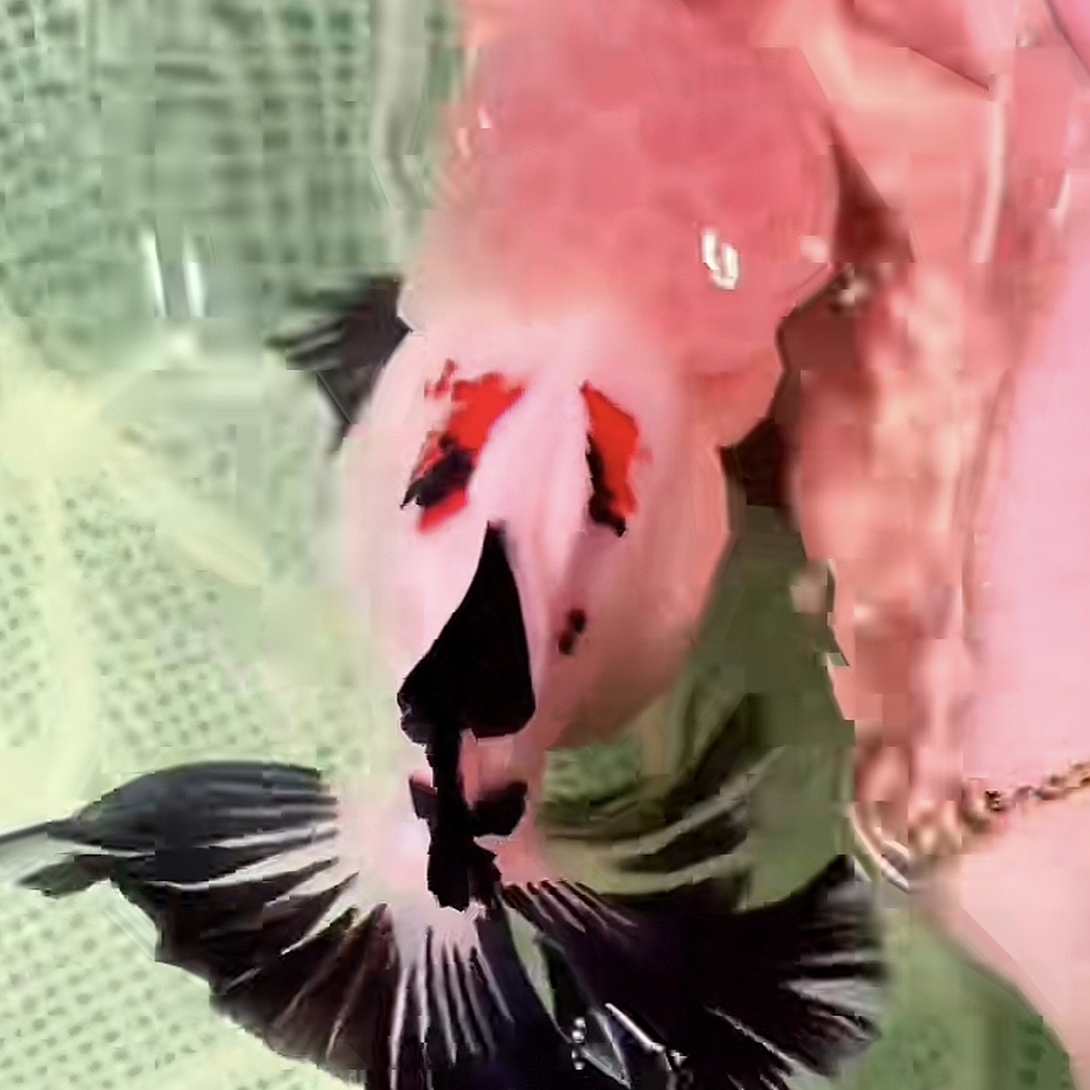泰狮金鱼观赏鱼好养耐活渔场直发活体发货