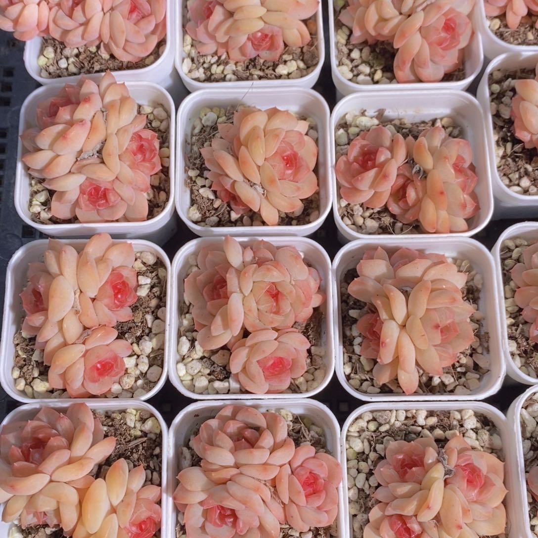 1129-28-精品琴心多头一个