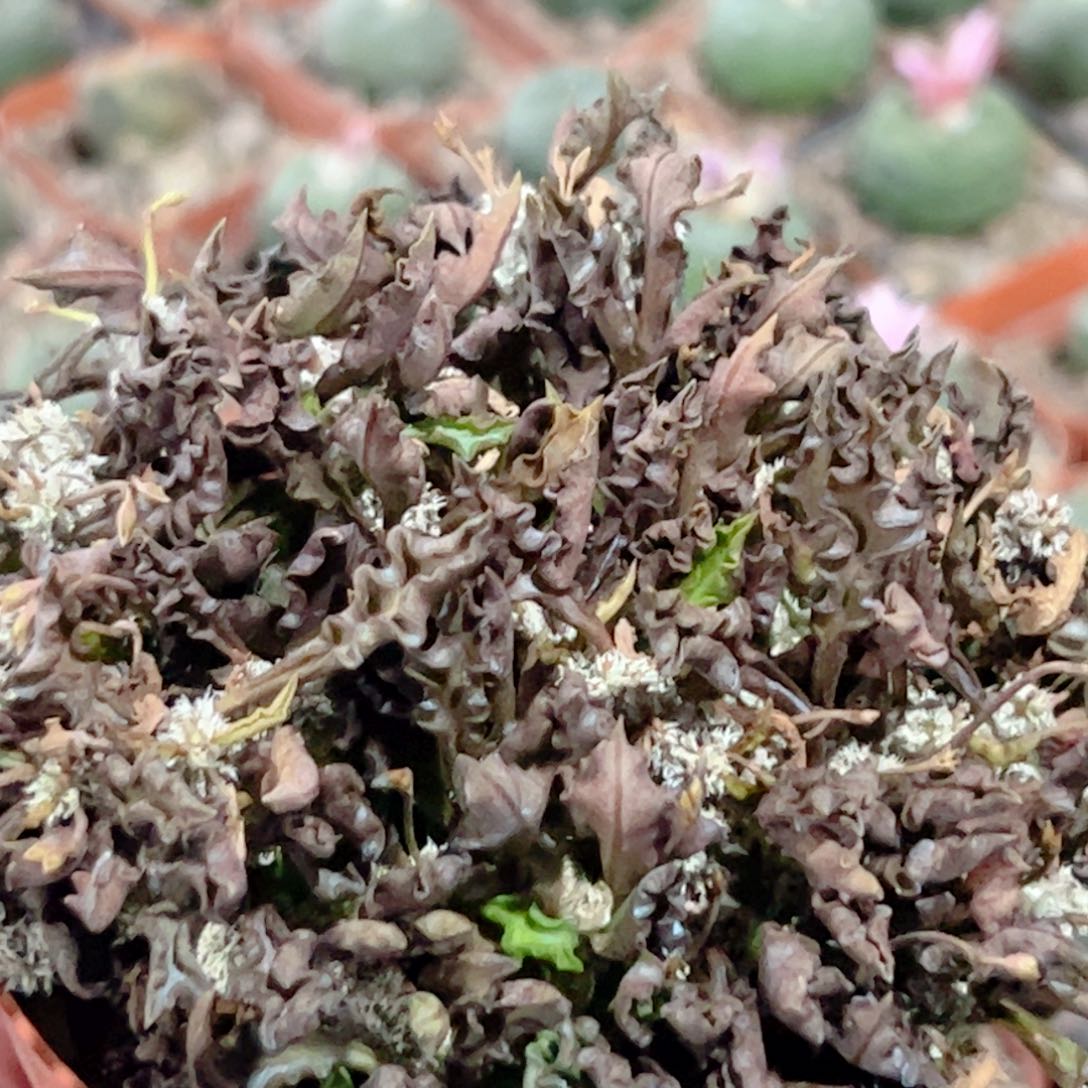 皱叶麒麟缀化仙人球