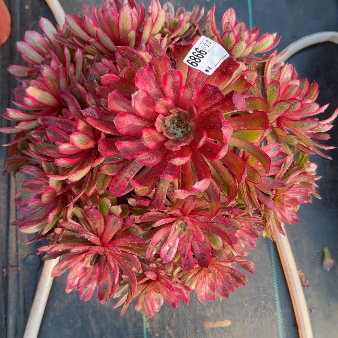 简****36866紫霞仙子多肉